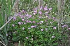 Astragalus sinicus