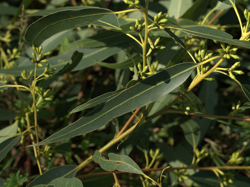 Sydney Blue Gum