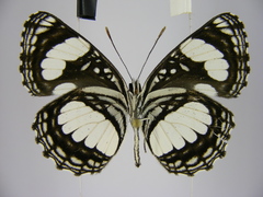 Neptis morosa