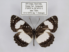 Neptis morosa