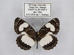 Neptis morosa