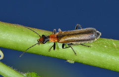 Podabrus cavicollis