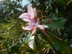 Rhododendron moulmainense