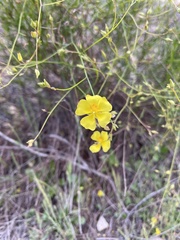 Crocanthemum aldersonii