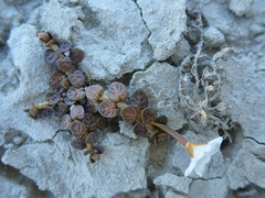 Epilobium komarovianum