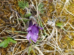 Pulsatilla vulgaris