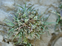 Agrostis muscosa