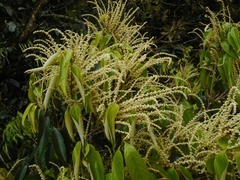 Castanopsis chinensis