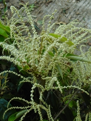 Castanopsis chinensis