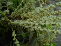 Castanopsis chinensis