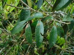 Castanopsis chinensis