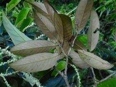 Castanopsis chinensis