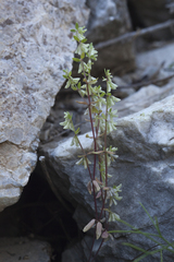 Callipeltis cucullaris