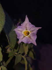 Solanum stoloniferum