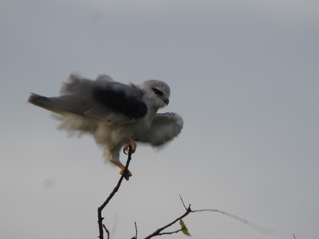 Black-winged Kite