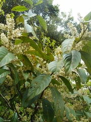 Itea