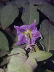 Solanum stoloniferum