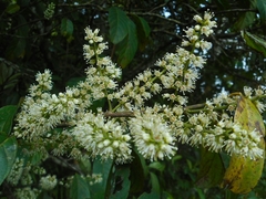 Itea