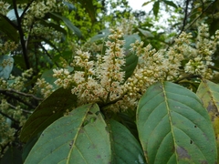 Itea