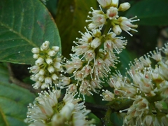 Itea