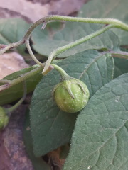 Solanum stoloniferum