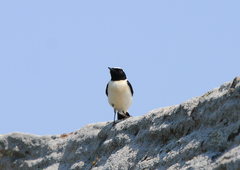 Oenanthe melanoleuca
