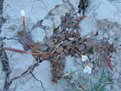 Epilobium komarovianum