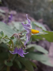 Solanum stoloniferum