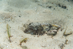 Sepia plangon
