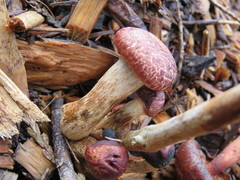 Gymnopilus luteofolius image
