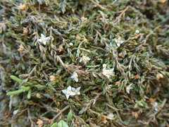 Crassula sinclairii
