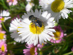 Helophilus hochstetteri