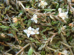 Crassula sinclairii