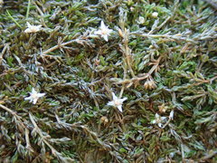 Crassula sinclairii