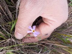 Jamesbrittenia pinnatifida