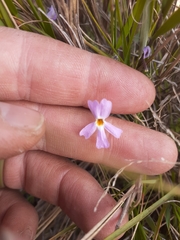 Jamesbrittenia pinnatifida