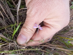Jamesbrittenia pinnatifida