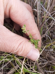 Jamesbrittenia pinnatifida