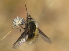 Bombylius analis