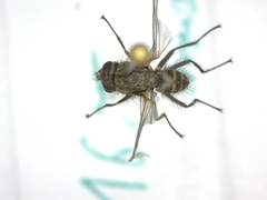 Diptera