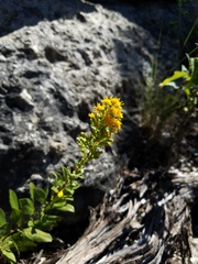 Solidago petiolaris