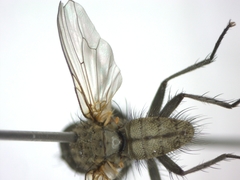 Diptera