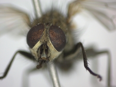 Diptera