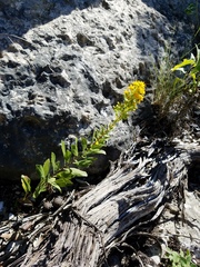 Solidago petiolaris
