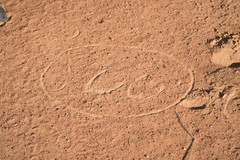 Equus quagga