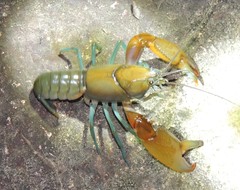 Cherax depressus