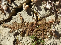 Crassula sinclairii