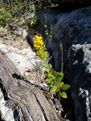 Solidago petiolaris