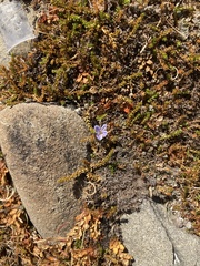 Veronica lilliputiana