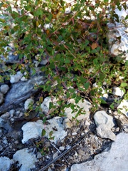 Euphorbia villifera